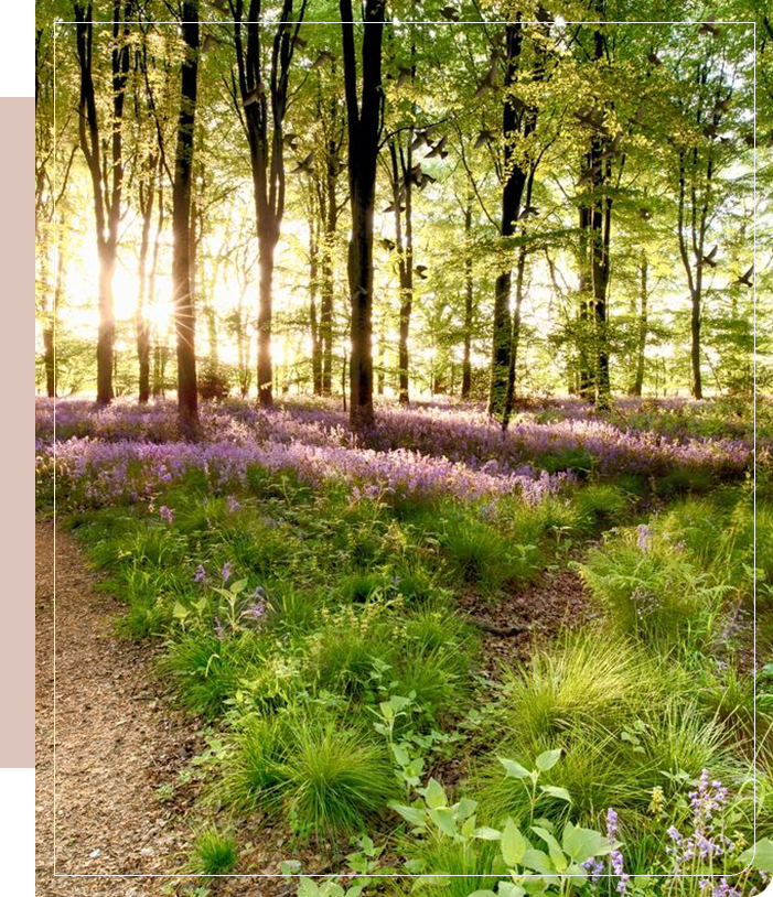 A forest with purple flowers and green grass.