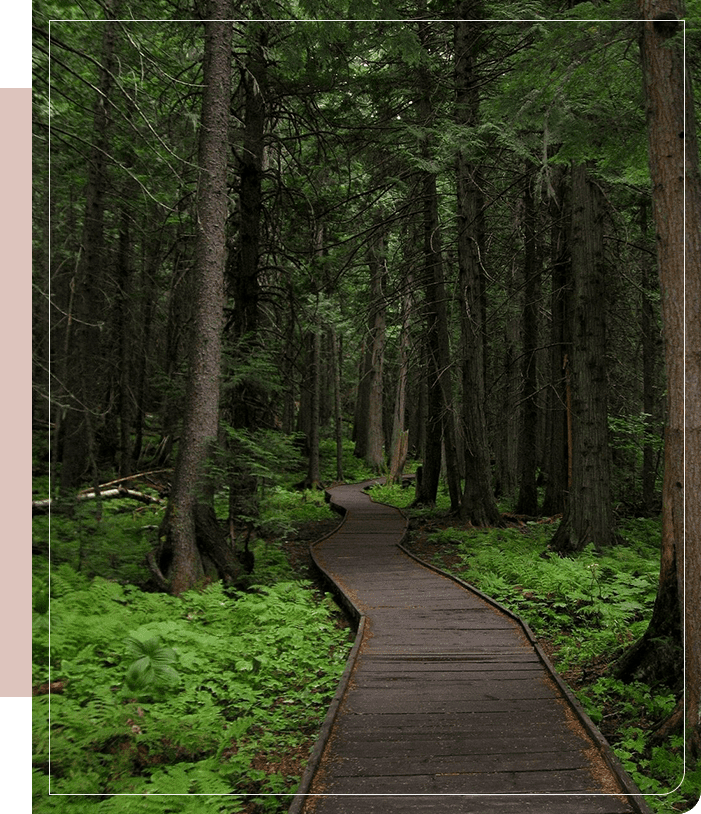 A path in the woods with green plants growing.